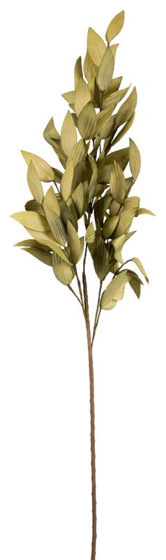 Kvist Grønne Blader